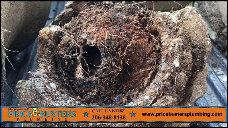 root intrusion on sewer pipes