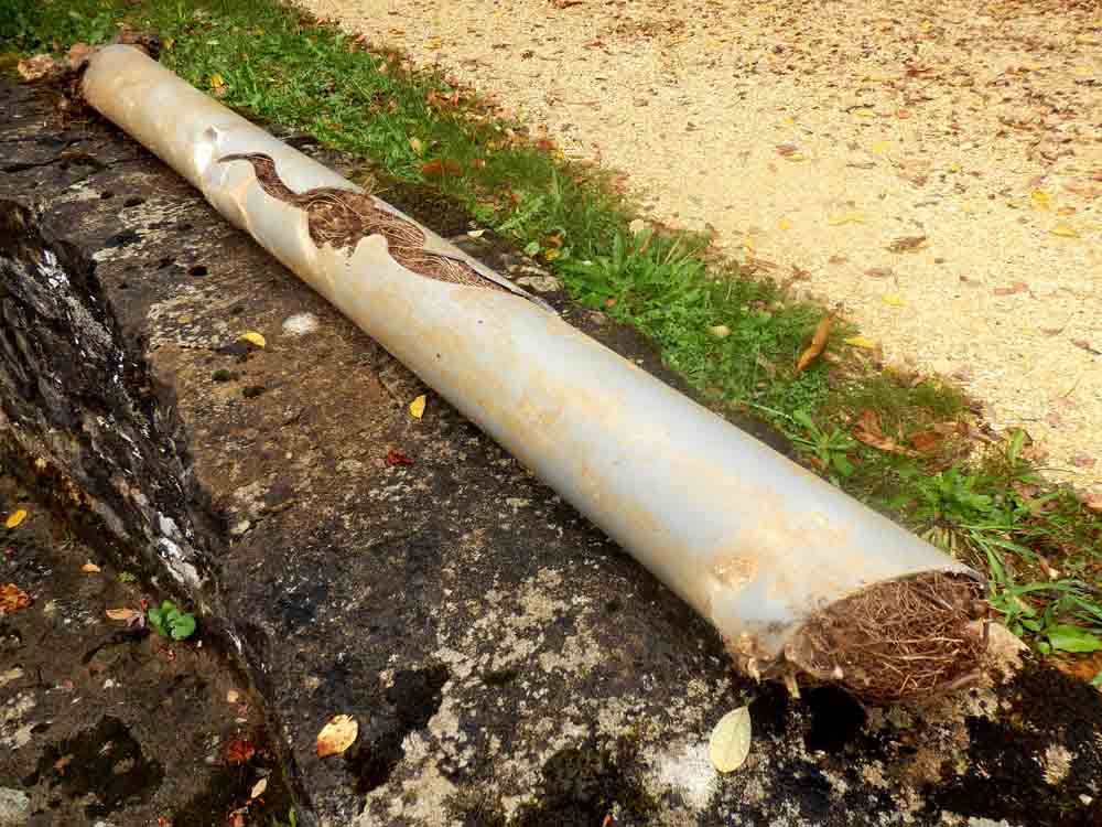 tree root intrusion in sewer pipe