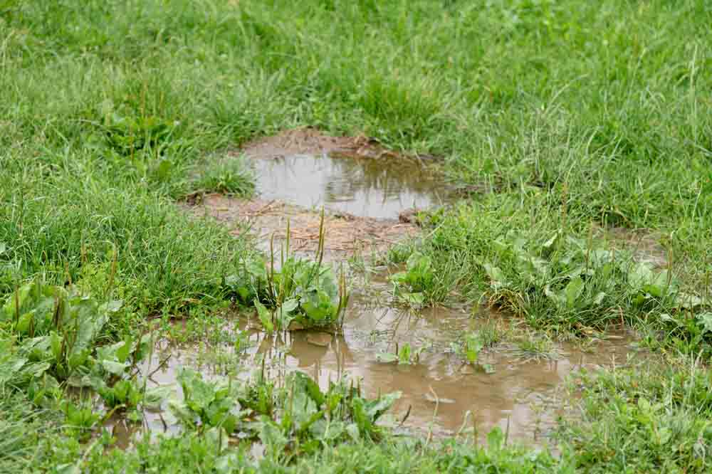 soggy patch in a backyard