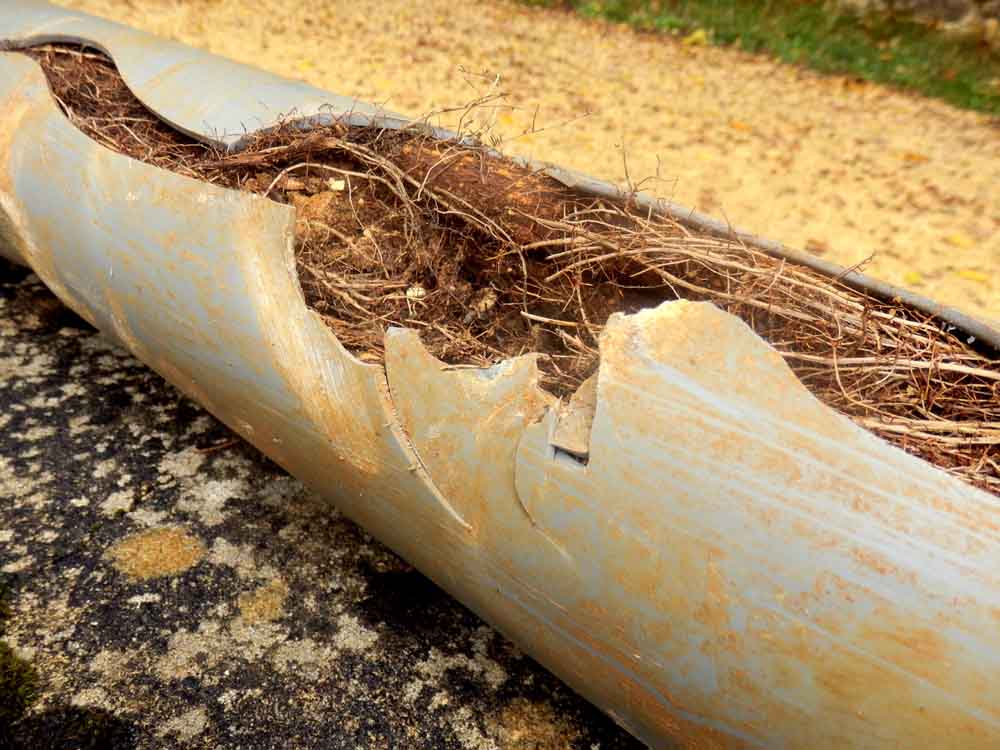 root-damaged water line