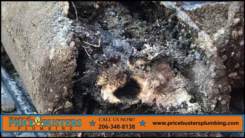 Warning Signs Buried Deep: Professional Insights on Sewer Line Replacement